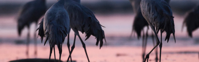 Kuhu minna, mida teha? Kultuurisoovitusi – september