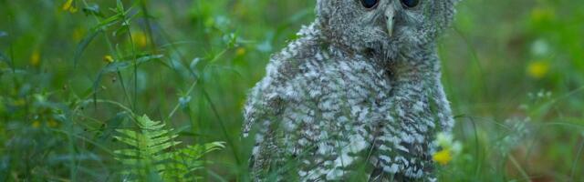 Kellele nunnu, kellele surmavaenlane: „Nägin seda kirglikku viha, mis linde valdas“