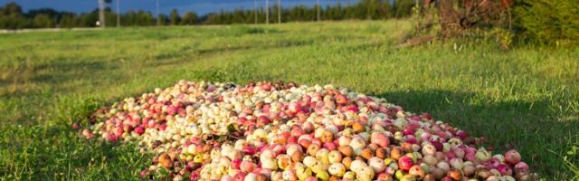 LUGEJA KÜSIB | Kas õunte metsa alla viskamise eest võib saada trahvi?
