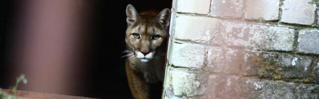 Puuma nägemisest antakse teada kõikjalt üle Eesti. Häirekeskus: teateid on laekunud ka Ida-Virumaalt