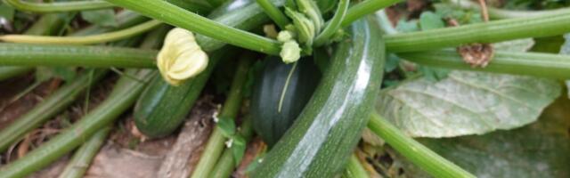 RETSEPTID | Mida „maitsevaesest“ suvikõrvitsast teha saab? Selgub, et nii mõndagi!