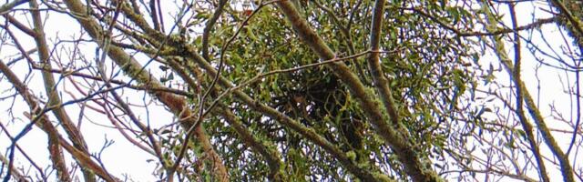 HARULDANE TAIM | Läänesaarte ainus puuvõõrik kasvab Kõpus