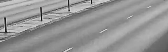 VIDEO | Maanteed ületanud põder pääses napilt surmasuust