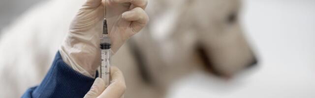 Massilise emigratsiooni tingimustes kasvab taas marutaudi risk