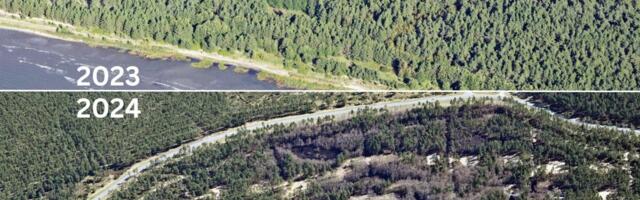 Ehituskeelualale raiuti sisse tulevased krundid? Arendaja: see on metsahooldus