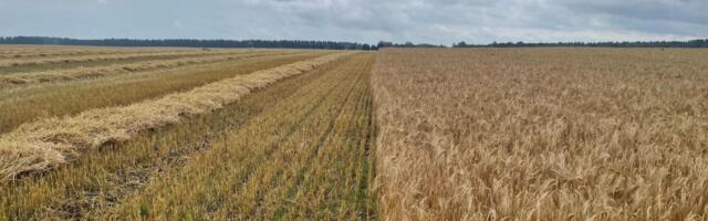 Paul-Techi põllujaam: juuli äikesetormid räsisid vilja