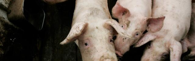 PTA kinnitab: matmispaik on viimane võimalus, kogukonnale jagatakse infot avatult