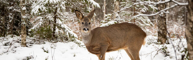 Külm ja lumerohke talv on metsloomadele suur väljakutse
