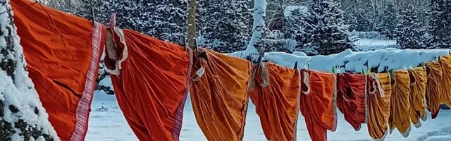 VÕRRATU PILT! Pakasega kolivad Muhu siilikud värsket õhku hingama