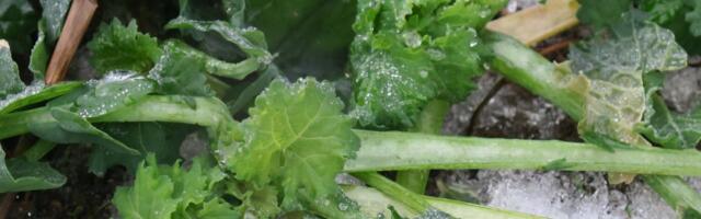 Kas heitlik talv võtab meilt kodumaise saia ja õli?