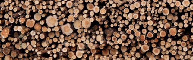 Puidu biokeemilise väärindamise tehase rajamist toetav RMK puiduoksjon algab 26. märtsil