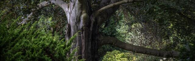 Euroopa aasta puu konkursil võidutsesid seekord pöögid