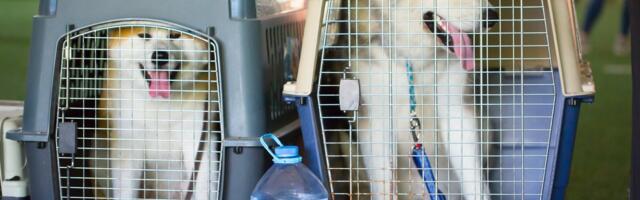 Uued eksootilised parasiidid tulevad koos lemmikloomadega üle meie piiri