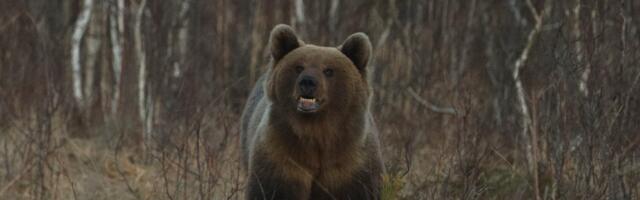 Karude jaht käib kohtusaalides