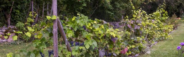 Põllumajandusministeerium valmistab ette Eesti veini renessanssi