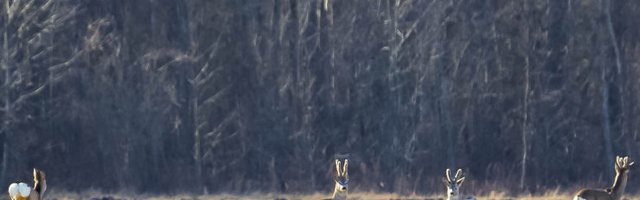 Keda ja kui palju kütiti? Siin on lõppenud jahihooaja statistika