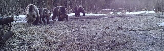 Järvamaal tohib küttida 13 karu