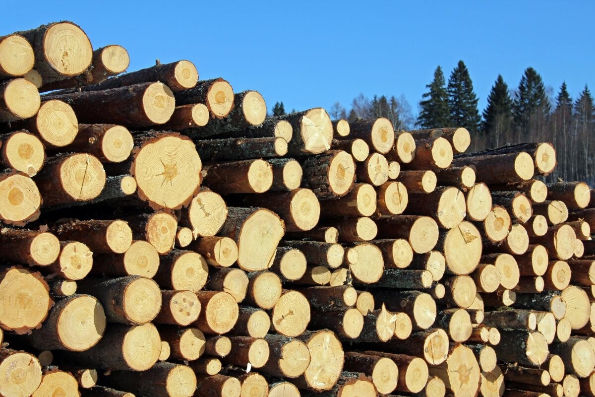 Send us logs. Pine Timber. Timber log Android. JD-logs. Felled Tree.