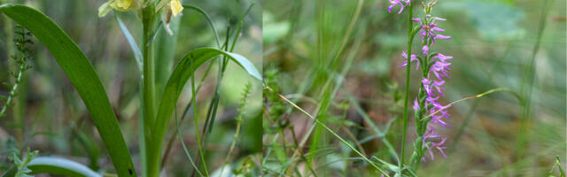 Kaks üliharuldast orhideeliiki võetakse rangeima kaitse alla