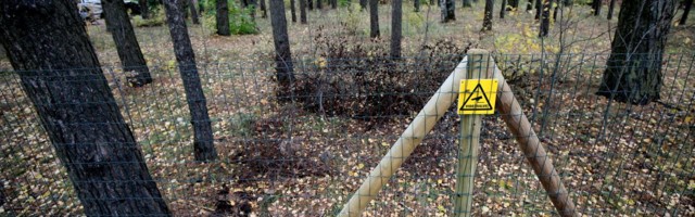 Ihaste metsatüli kisub inetuks: vandaalid lõikasid aia lõhki