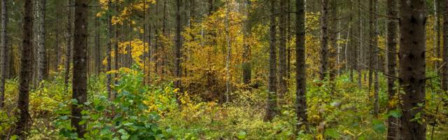 Sotsiaaldemokraadid pärivad peaministrilt, miks riigikantselei tellis metsamajandamise analüüsi puidutööstuse koostööpartnerilt