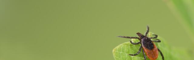 Selgus, kus elavatel puukidel on enim borrelioosi ja kus entsefaliiti