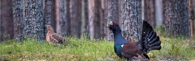 Keskkonnaagentuur: metsise arvukus Eestis jätkab langemist