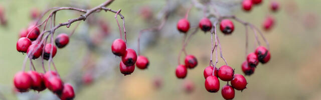 Ilm 10.–13. veebruar