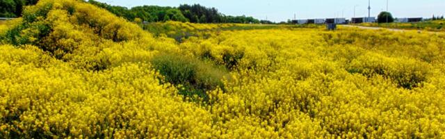 RUSLAN DONTSOVI GALERII: kollendav Pärnamäe