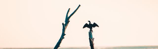 2025. aasta lind kormoran kompab mõistmise piire