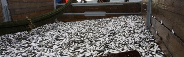 Kalurid saavad taotleda toetust kalalaeva mootori väljavahetamiseks