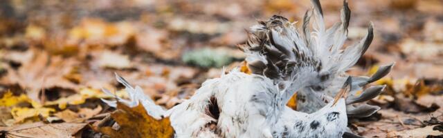 Lääne-Virumaal tuvastati metslinnul eriti ohtlikku tüüpi linnugripi viirus