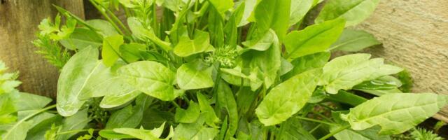 Kevadine hapuoblikas toob toidulauale värskust