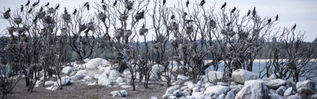 AASTA KALANDUSTEGU | Kormoranide ohjamine pälvis aasta kalandusteo peaauhinna ja rahva lemmiku tiitli