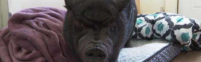 Reporter: Sea koht on laudas või elutoas? Ameerikas kiusab külarahvas meest ja tema siga Ellie´t