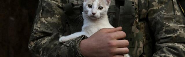 SÕJARAPORT | Teet Kalmus_ Ukraina võib uuesti üritada Kurski oblastisse liikuda