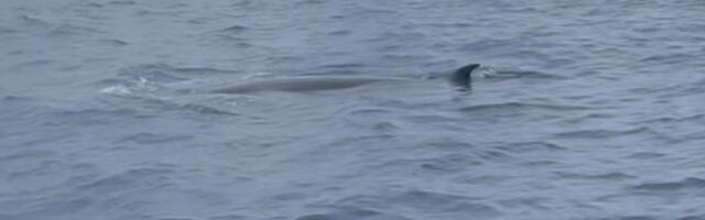 VIDEOD ja BLOGI | Eestlased Atlandil_ tegime tutvust vaalade ja delfiinidega