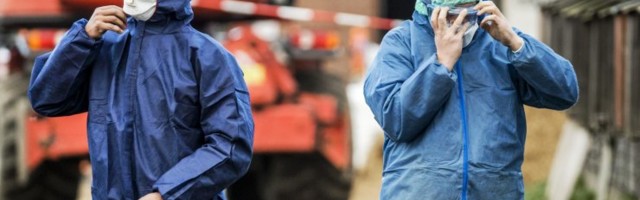 Venemaa teatas linnugripi H5N8 inimesele kandumise esimesest juhtumist, WHO hindab olukorda