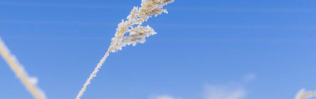 ILMATEADE | Tulekul on selle talve kõige külmemad ilmad