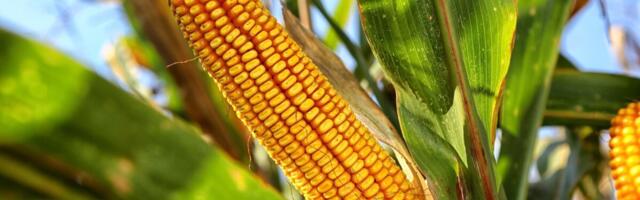 Hea söödakultuur seob mullas üleliigset fosforit