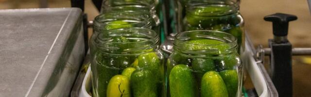 „Tunnen, et põld põeb siiani!“ Pikalt jukerdanud kurgisuvi sai hoo sisse, tööstustel on kibekiire