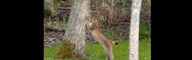 VANA KULD! Ilves käis Pringi külas küüsi teritamas