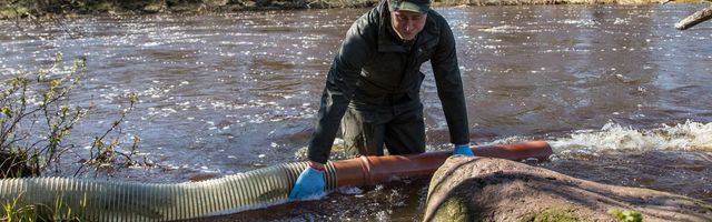Purtse jõkke lasti 15 000 noort lõhet
