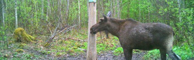 Viljandis põtradel sarved juba kasvavad