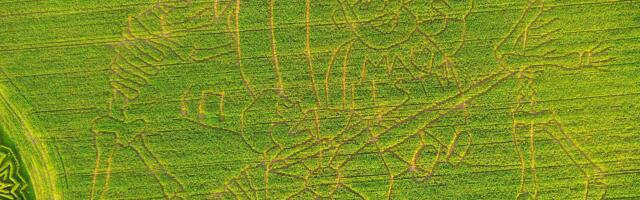 В Эстонии появился кукурузный лабиринт в форме скелетов и надписи «Ma armastan Eestit»