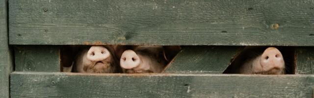 Fookuses seakasvatuse tulevik: kuidas hoida Eesti siga meie toidulaual?