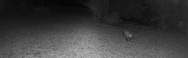 VIDEOD | Võru linnas põgenes rebane väleda nugise eest