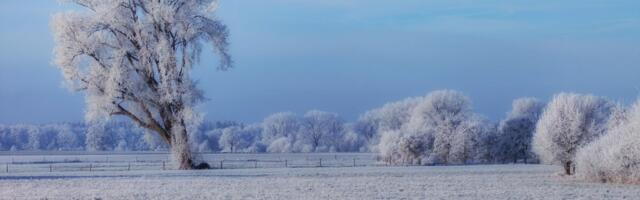 Kas tänavune talv aitab kahjuritest jagu saada?