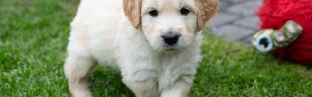 LOOMAARST VASTAB | Millised toidud on koerale ohtlikud? Millal võib kutsika uude koju viia?