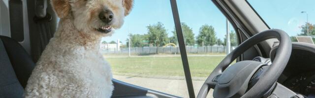 Liiklustalgud: Otsitakse joodikuid. Roolijoodikuid!